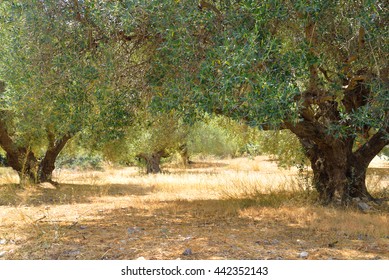 Summer Landscape With Olive Grove In Crete, Greece.