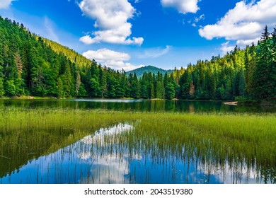 Summer landscape on Synevyr lake. - Powered by Shutterstock