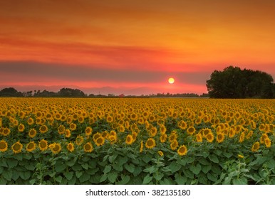 Summer Landscape: Orange Sunset Over Yellow Sunflower Field In Northern California