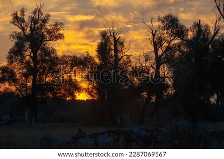 Summer landscape photo, Dawn sunset beautiful paints painted the sky, pastel shades, trees in the shade of the setting sun