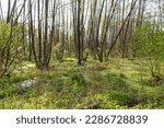 Summer landscape with a picturesque swamp in the forest. Marshy terrain. The ecosystem of the swamp. Forest tract Kotovo. Poltava region, Ukraine