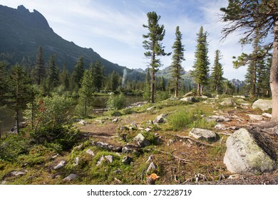 summer landscape pine forest in the mountains of the Western Sayan near Lake Azure on a sunny day - Powered by Shutterstock