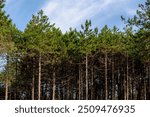 Summer landscape with pine trees trunk in the forest with green leaves, A pine is any conifer in the genus Pinus of the family Pinaceae, Pinus is the sole genus in the subfamily Pinoideae, Netherlands