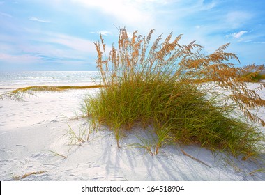  Summer Landscape With Sea Oats And Grass Dunes On A Beautiful Florida Beach In Late Afternoon 