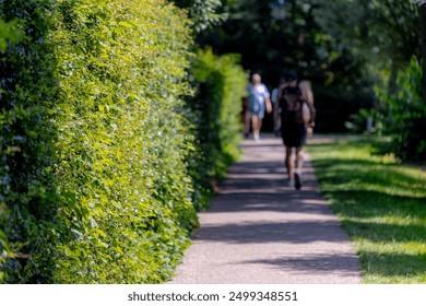 Summer landscape, Selective focus narrow tree wall with green leaves and walkway in the urban park, Blurred people walking in the trail as background, Side walk with grass field and hedge fence. - Powered by Shutterstock