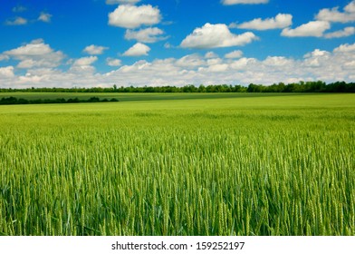 Summer landscape with sky and green herb