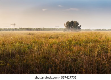 Summer landscape at sunset. Several trees, pine trees growing in a field and sky in the rays of the setting sun