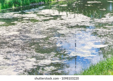 Summer landscape. swamp, An area of low-lying, uncultivated ground where water collects.