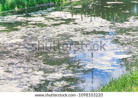 Summer landscape. swamp, An area of low-lying, uncultivated ground where water collects.