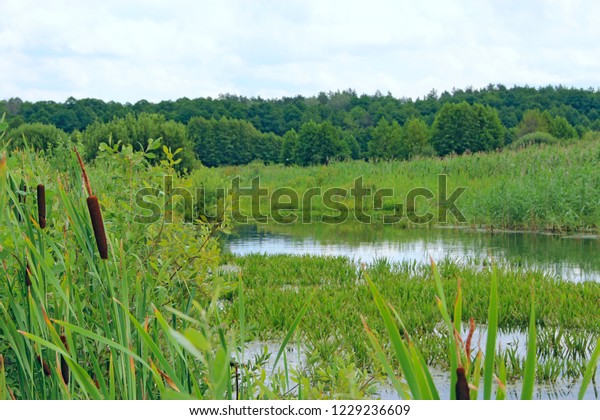 沼沢のある湖と森のある夏の風景 森の川と沼の自然 田舎の湿地帯の風景 沼沢のある水林の木の風景 マーシュランド沼地の水木パノラマ の写真素材 今すぐ編集