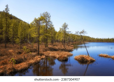 Summer Landscape with swamp and pines. Arctic. Russia - Powered by Shutterstock