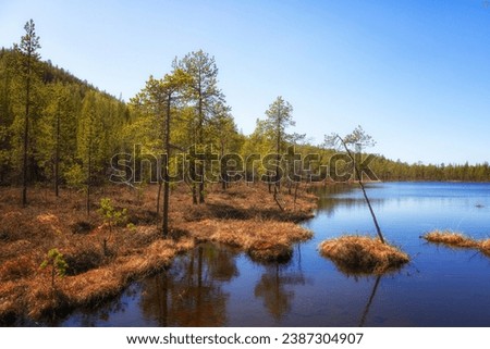 Summer Landscape with swamp and pines. Arctic. Russia