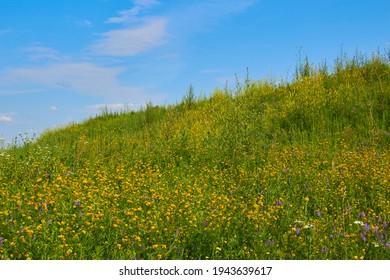 Summer Landscape With Tall Grass And Yellow Flowers On The Hill