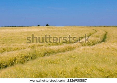 Summer landscape, The terrain of hilly countryside in Zuid-Limburg, Farmland with barley (gerst) Hordeum vulgare or Wheat on hillside and tree, Small villages in Dutch province of Limburg, Netherlands