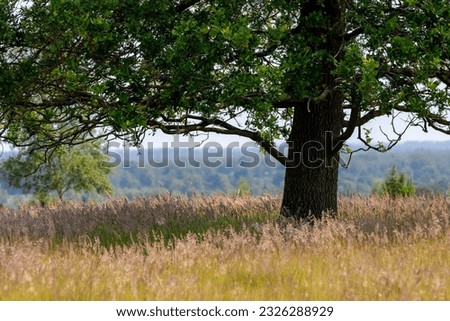 Summer landscape with view of natural open grass field and tree under blue sky, The terrain of hilly countryside in Overijssel, A province of the Netherlands located in the eastern part of the country