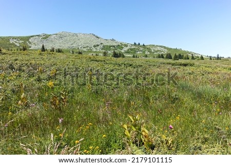Summer landscape of Vitosha Mountain near Aleko hut, Sofia City Region, Bulgaria