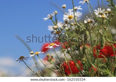 Similar – Image, Stock Photo Lemon butterfly fluttering in blue sky over corn poppy