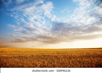Summer landscape - wheat field at sunset
