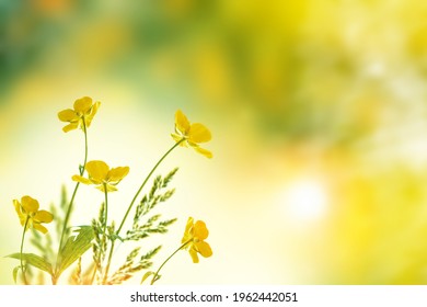 Summer landscape. Yellow flowers of buttercup. floral background. Ranunculus acris