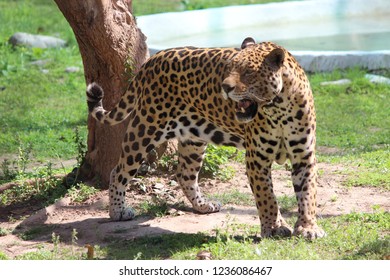 Summer Leopard Roar 