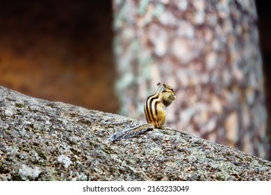 From The Summer Life Of Siberian Chipmunk (Tamias Sibiricus) In Siberia. The Animal Is Looking For Food In The Mountains And Boulder Scree. Animals Appetitive Behaviour