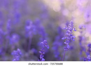 Summer light and toned violet salvia, shallow DOF with bokeh background. - Shutterstock ID 725730688