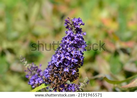 Summer lilac Buzz Midnight flowers - Latin name - Buddleja davidii Buzz Midnight