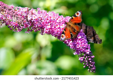 Summer Lilac Nectar Source, Peacock Butterfly Feeding