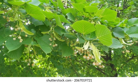 In The Summer, A Linden Tree Bears Fruit Among The Leaves After Flowering.