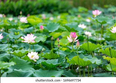 Lotus Garden 图片 库存照片和矢量图 Shutterstock