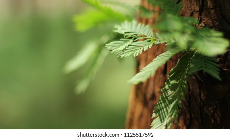 Summer Lush Sequoia Forest