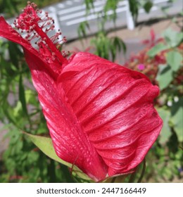 Summer Mapleleaf Hibiscus Blooming Red Flowers