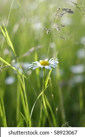 Summer meadow