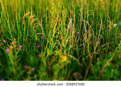 Summer meadow background, selective focus. Natural grass field background for design or project. Summer meadowland texture. High-quality photo