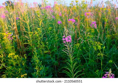 Summer meadow of a fireweed flowers with blue sky, selective focus. A bloom fireweed meadowland for poster, calendar, post, screensaver, wallpaper, postcard, card, banner, cover, website