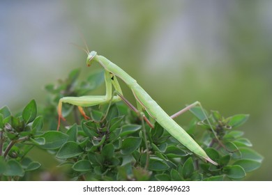 Summer Meadow Insect Mantodea In Nature