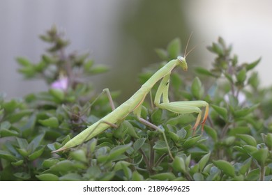 Summer Meadow Insect Mantodea In Nature