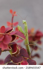 Summer Meadow Insect Mantodea In Nature