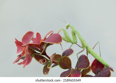 Summer Meadow Insect Mantodea In Nature