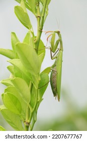 Summer Meadow Insect Mantodea In Nature