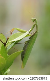 Summer Meadow Insect Mantodea In Nature