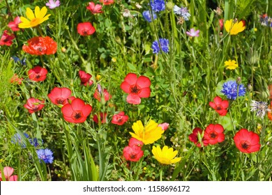 Summer meadow with lots of different blooming wild summer flowers