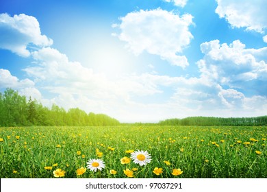 Summer meadow on bright sunny day.