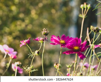 Summer meadow pink flowers on bokeh background