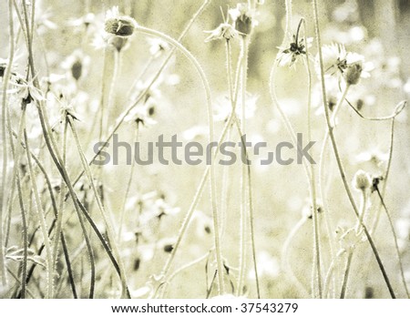 Similar – Grasses, plants and flowers in a field backlit by the evening sun