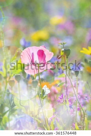 Similar – Image, Stock Photo Colorful flower mixture, meadow flowers