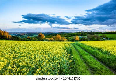 Summer meadow road to village. Road to summer village. Beautiful meadow flowers in summer. Summer meadow village landscape - Shutterstock ID 2144171735