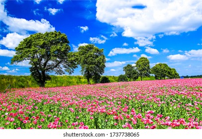 Summer Meadow In Rural Nature Landscape
