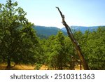 Summer meadow surrounded by oak trees in the northern cascade range, with a tall bare dead and bleached tree trunk in the foreground and under a clear blue sky.