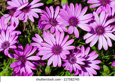 Summer meadow with violet daisies blossoming.